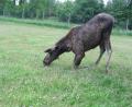 images/Schweden/Schweden 2012/IMG_0760.jpg